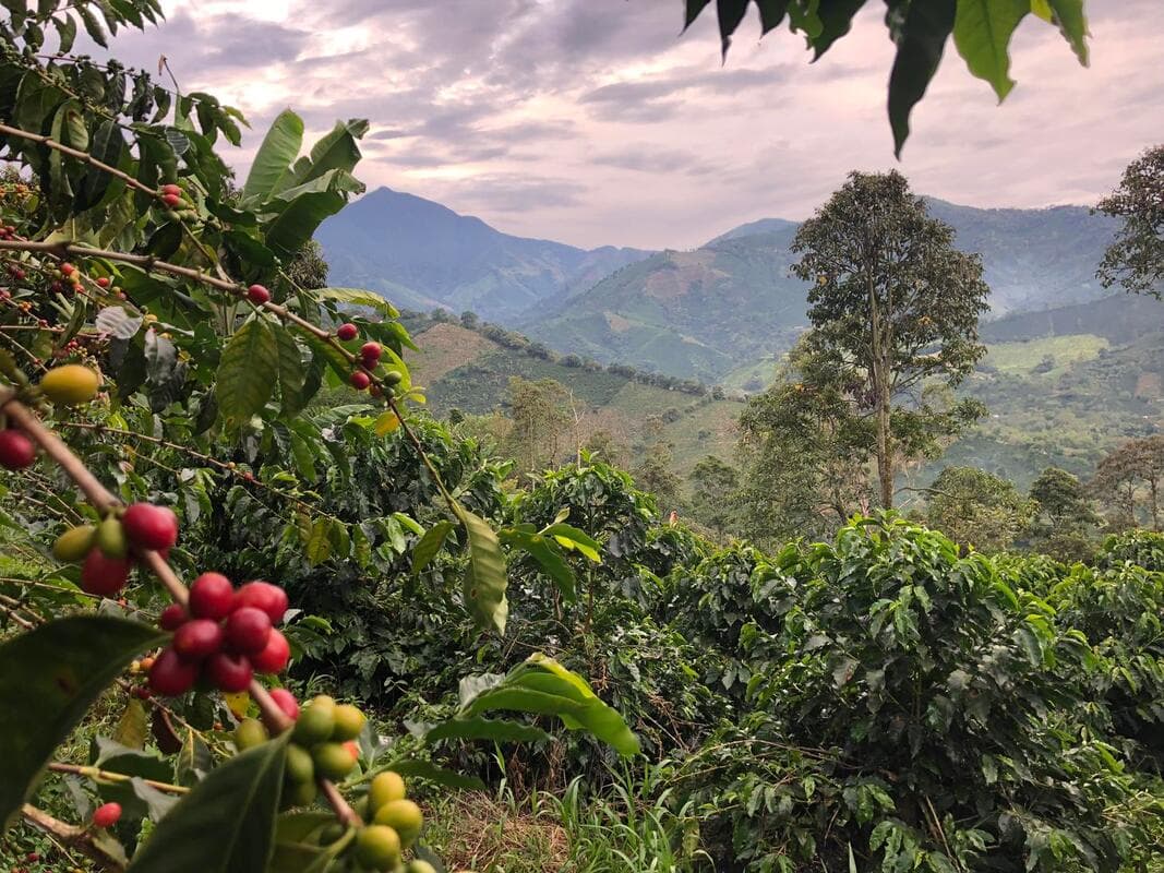 finca el paso